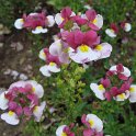 Nemesia x 'Nuvo pourpre bicolore'